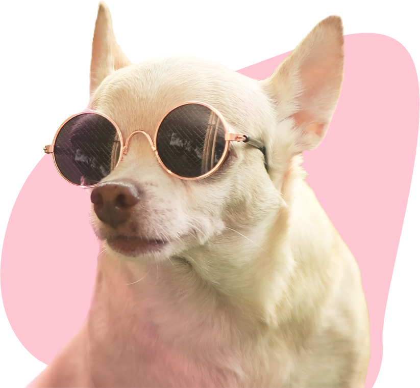 Fotogalerij chihuahuas voor de lenssfeerbeelden