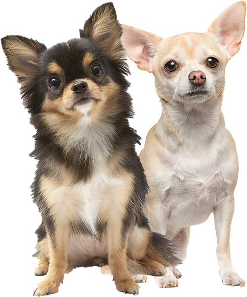 Honden puppys chihuahua kweekprogramma