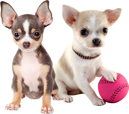 Puppys Chi info Chihuahuafarm geschiedenis