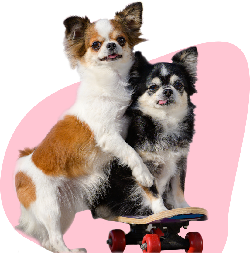 honden kweekkoppels in de watten gelegd slaapplaats bewegingsruimte kweeken puppies
